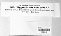 Hygrocybe ceracea image